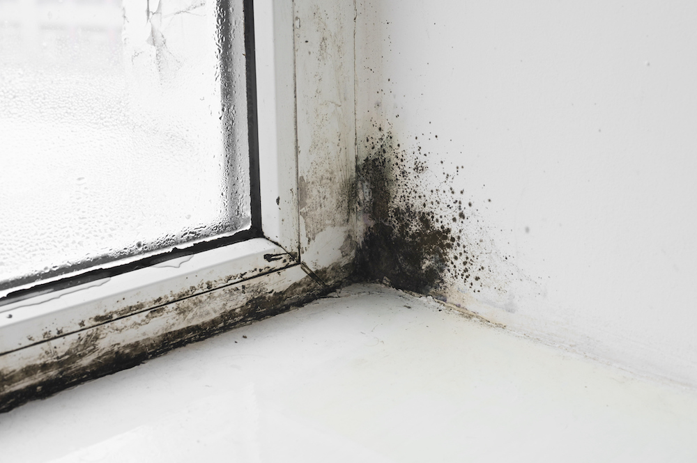 traces de moisissure dans l'angle d'une fenêtre. Signe d'une mauvaise ventilation.